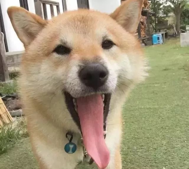 一只不平凡的柴犬,舌头长到能把脸遮住!