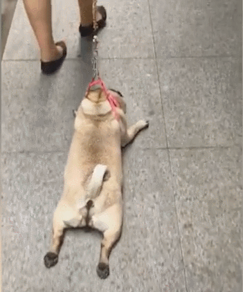狗狗去玩后不想回家,趴地上耍赖,被主人强拉拖回!