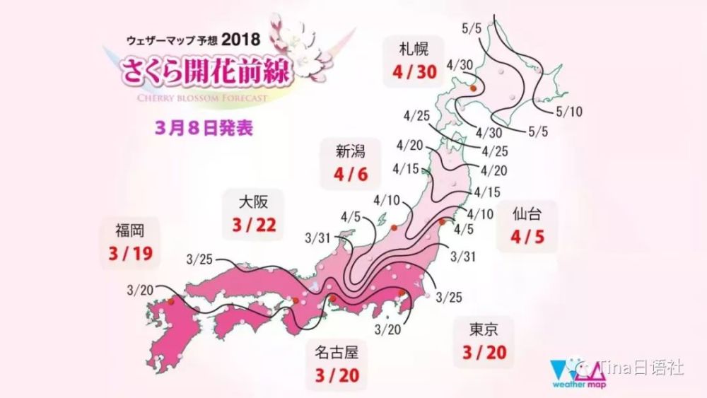 陌上花开 霓虹赏樱小攻略 看点快报