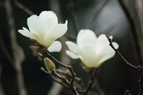 踏入广州最美赏花季 花城3月赏花全攻略 看点快报