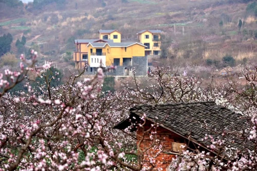 福洪镇,旅游景区,客家杏花村,青白江区