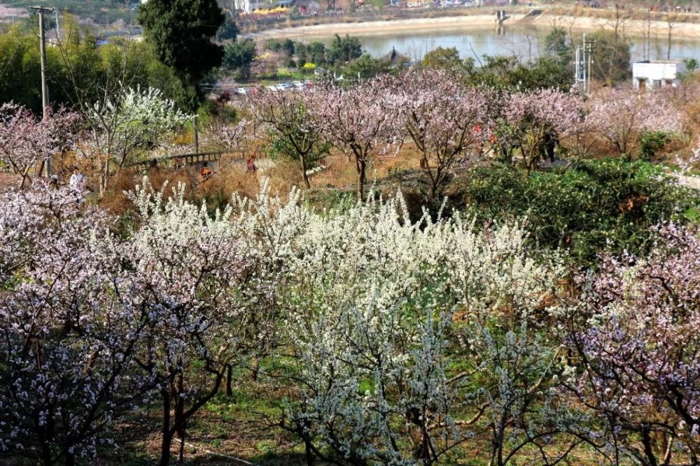 福洪镇,旅游景区,客家杏花村,青白江区