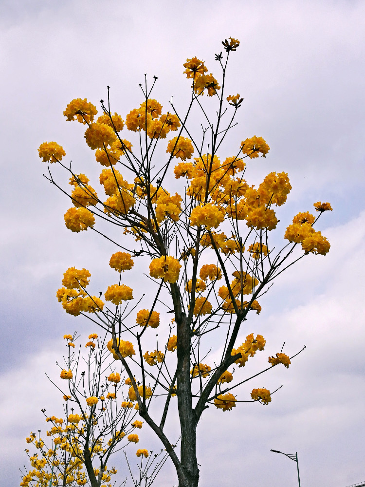 思城之行——风铃花的到访