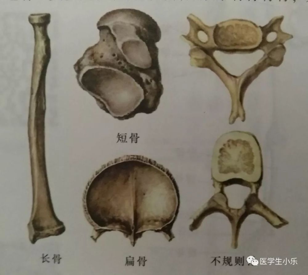 《人体解剖学》运动系统 骨学