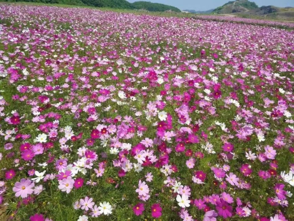江津人快收藏这份赏花地图 让你遇上最美春天