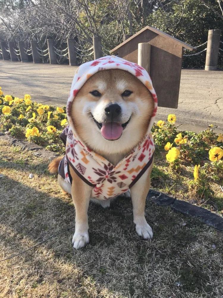 一只拥有治愈能力笑容的柴犬,承包了我一年的表情包
