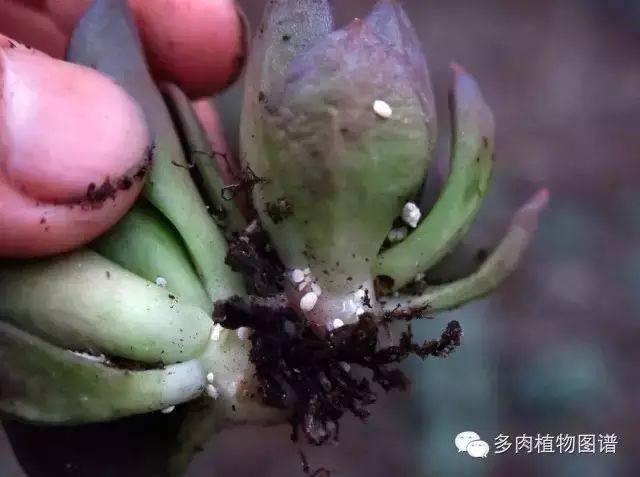 三月不防虫,度夏徒伤悲!各种多肉病虫害及防治方法总结