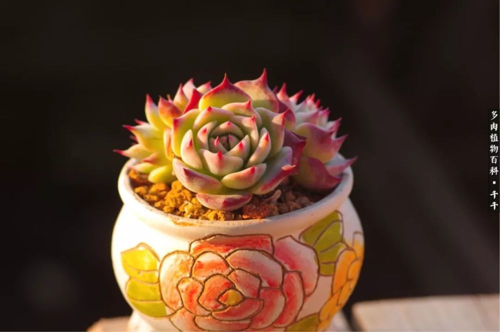 四季轮回,看多肉静默生长,一季花开,一悸心动!