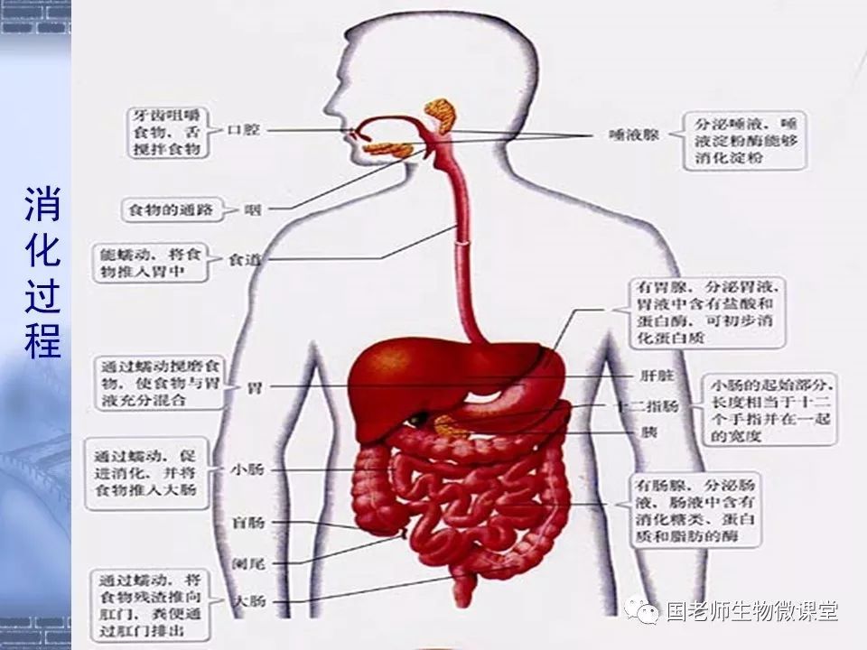 ②概述食物中消化和营养物质的吸收过程;解释小肠与吸收功能相适应