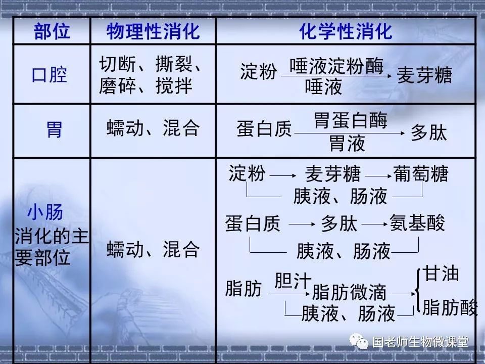 ②概述食物中消化和营养物质的吸收过程;解释小肠与吸收功能相适应