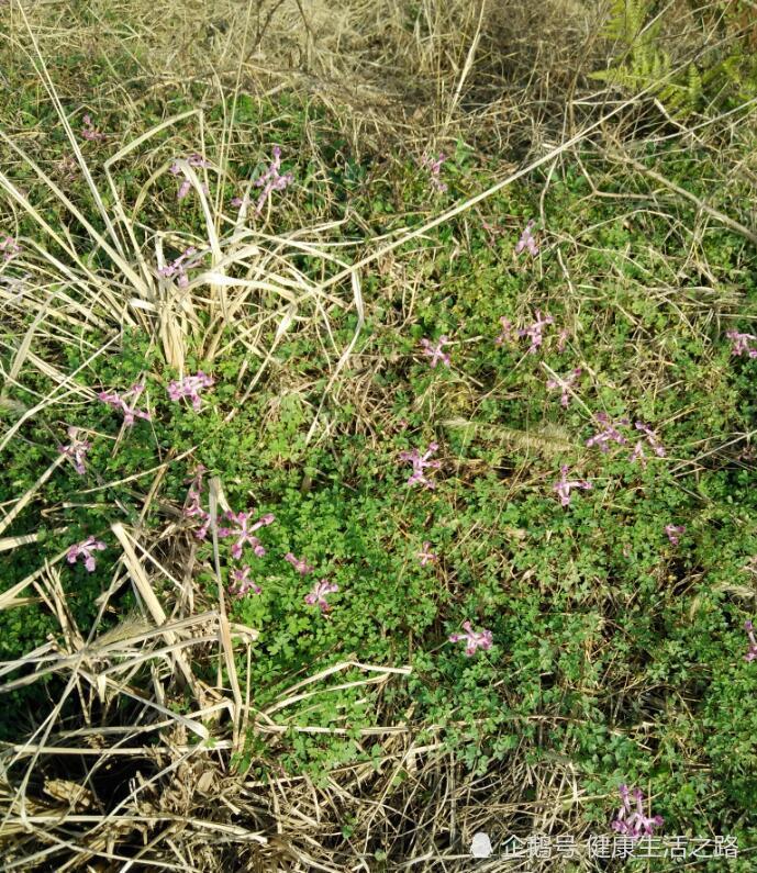 农村路边叫一粒金丹的野草,专治风湿性关节炎,腰腿疼痛