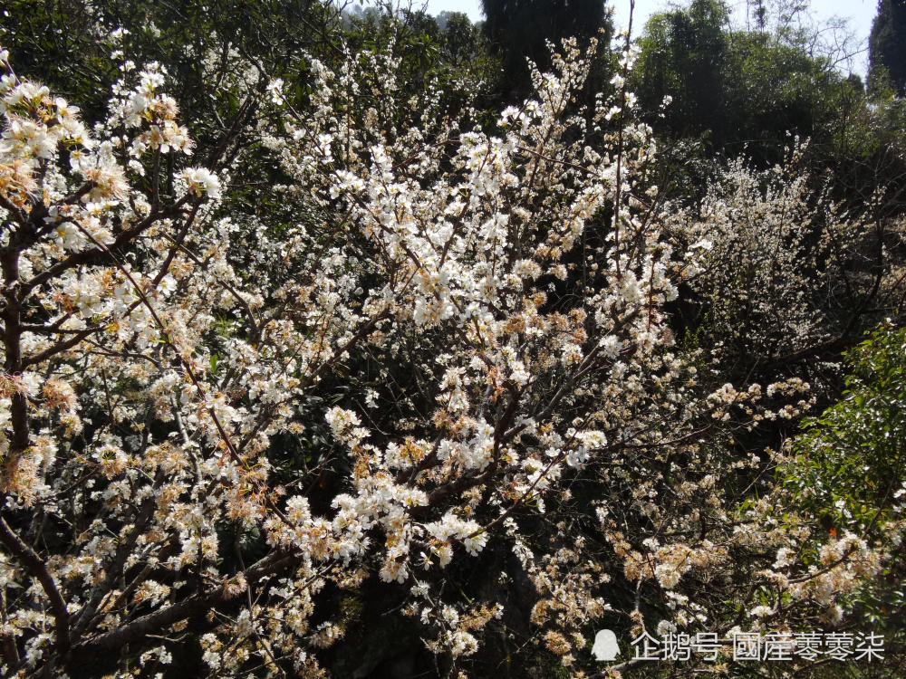 温岭梅溪李花绽放 逆溪而上白花尽收眼底