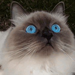 某喵星人的眼睛简直就是一汪湖水!