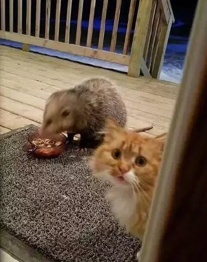 长毛橘猫辜负了它这身皮毛,被老鼠抢了吃的还不敢吱声