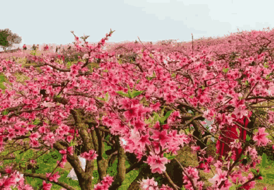 整个山野被装扮得十分美丽 微风拂过 飘落一阵花瓣雨 也许是因为昨夜