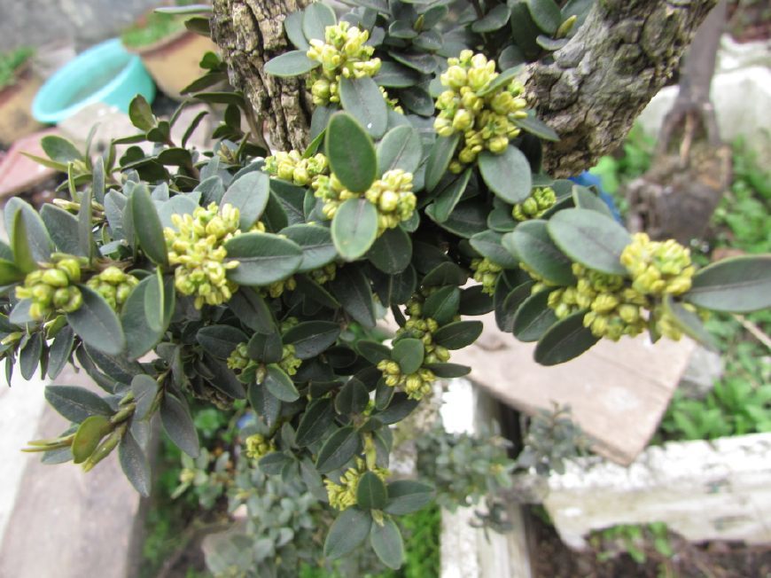 栽了一年的黄杨开花了,盆友说:黄杨开花,幸福全家
