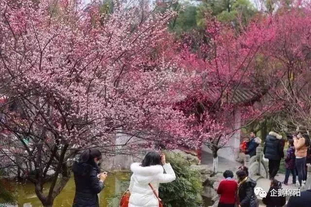 吐血整理!绵阳三月最美赏花地图出炉!这才是看