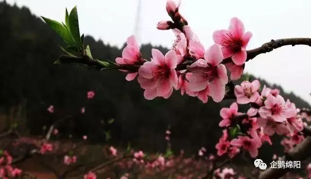 吐血整理!绵阳三月最美赏花地图出炉!这才是看