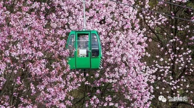 吐血整理!绵阳三月最美赏花地图出炉!这才是看