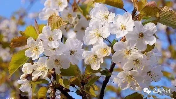 吐血整理!绵阳三月最美赏花地图出炉!这才是看