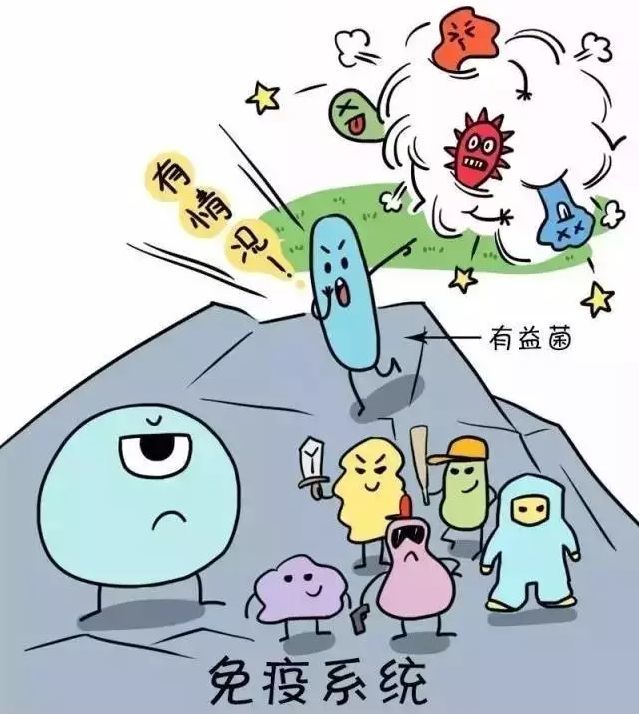 有益菌,有害菌都在你身体里做什么?你知道吗?