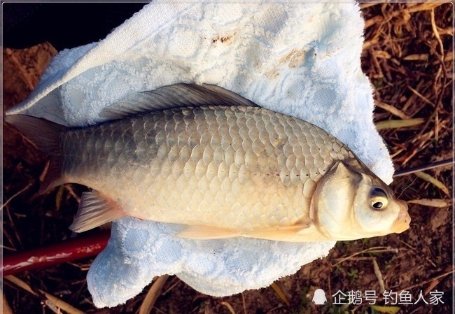 草洞钓鱼,野钓爆盆板鲫,用蚯蚓钓逗收获满满一