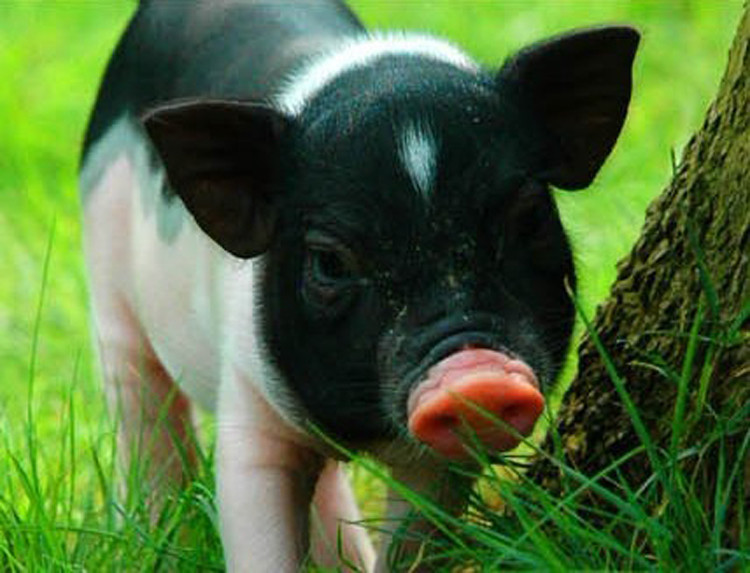 比野猪还大的宠物猪你见过吗?其实是被骗了