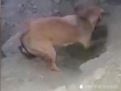 刨什么到成语_刨皮过长有有什么影响(3)
