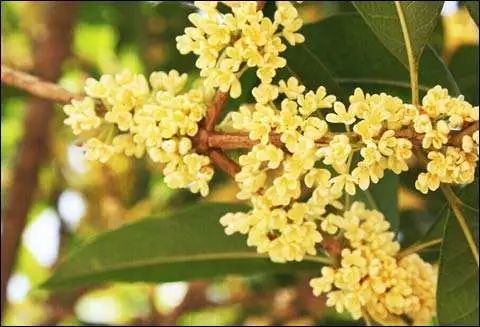 莫负好时光,2018新沂最全赏花攻略来啦!