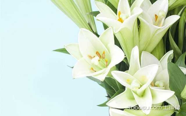 百合花种植方法介绍 百合花什么时候种植最好 看点快报