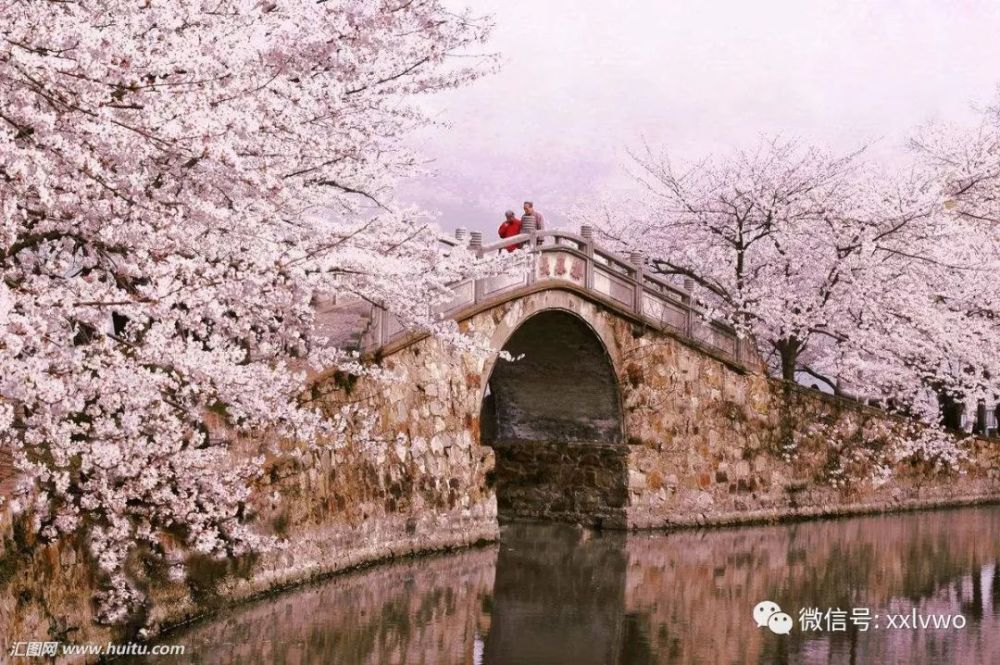 游水上森林,垛田油菜花,瘦西湖,何园,无锡鼋头渚樱花谷,宜兴紫砂,品