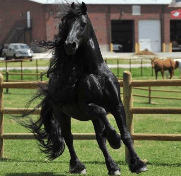 全球最英俊的马,被誉为"马界黑珍珠",360度颜值可以征服你!