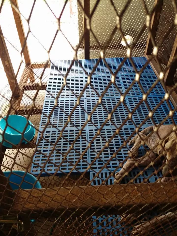 铺地砖做铁墙以为万无一失,狗脑袋却从笼子缝隙钻出来