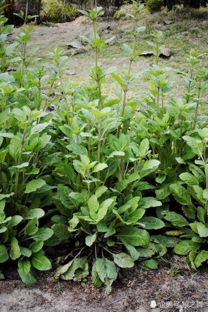 野菜,农村,中药,感冒,咳嗽