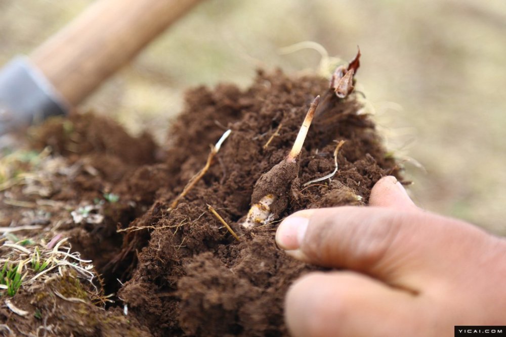 牧民排队挖冬虫夏草 每根收购价40元