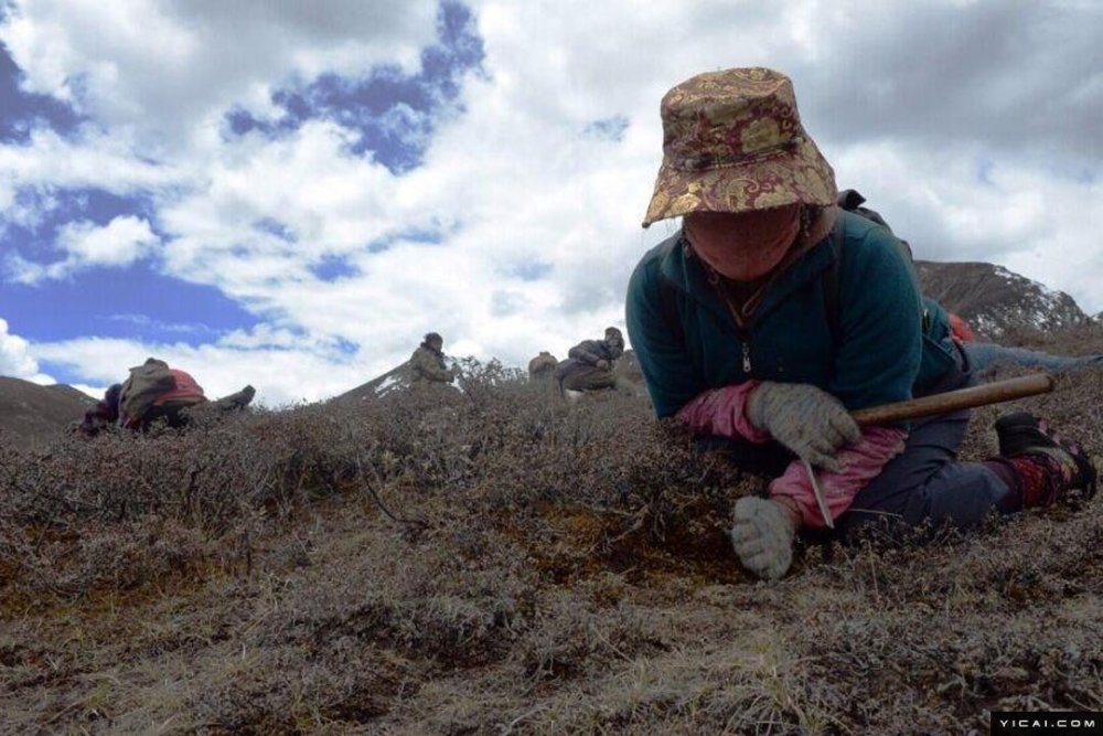 牧民排队挖冬虫夏草 每根收购价40元