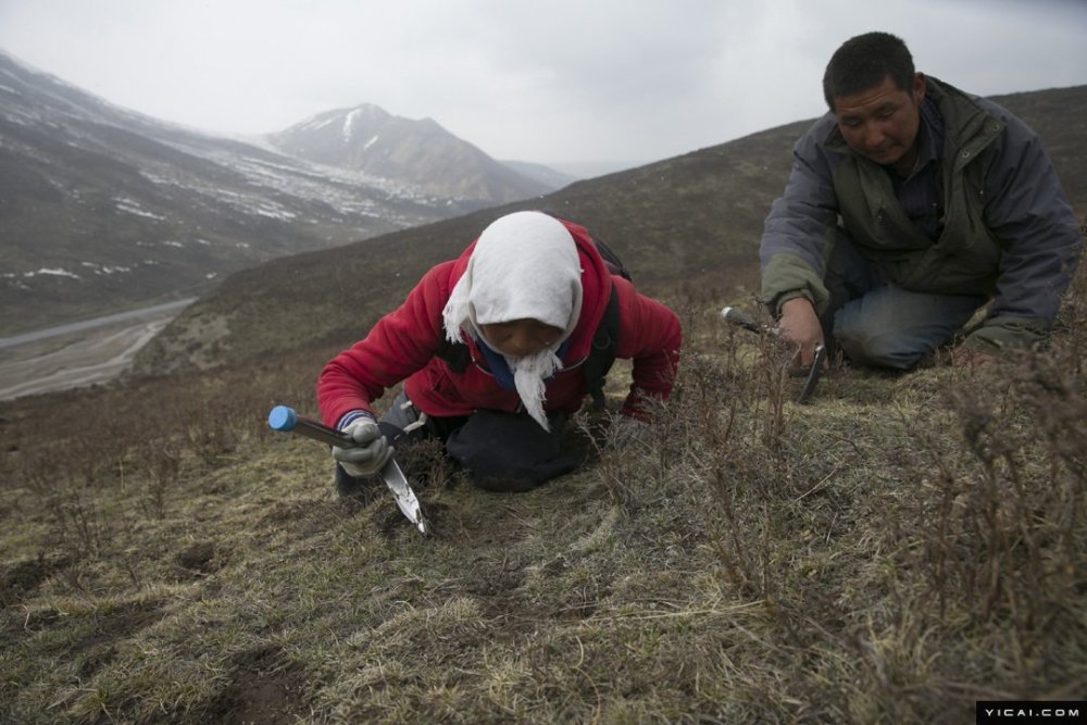 牧民排队挖冬虫夏草 每根收购价40元
