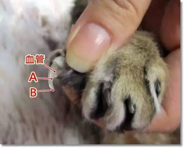 如何为狗狗剪指甲?这些关于指甲的秘密你知道多少?多图实用贴!