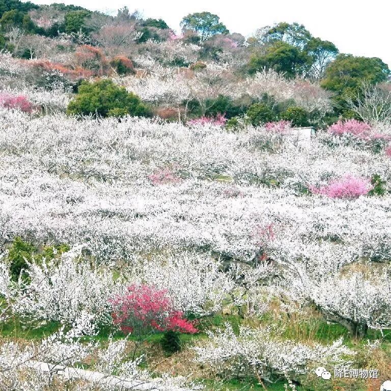 梅花落满南山