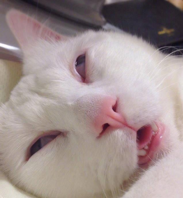 一只猫会暖心,那一群猫会发生什么呢?