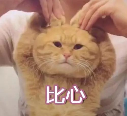 猫咪表情包 你好啊小可爱 看点快报