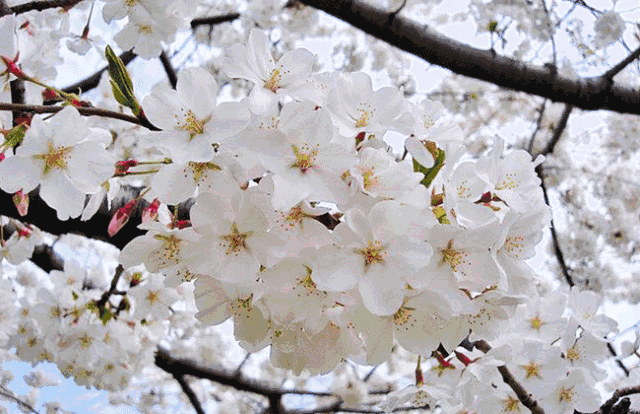 5:00-22:00 品种:寒绯樱,染井吉野 地址:广中西路288号 公园开放时间