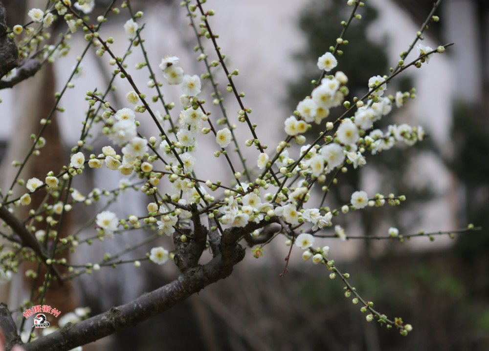 尼克松访华时,会客厅摆出的第一盆景就来自这