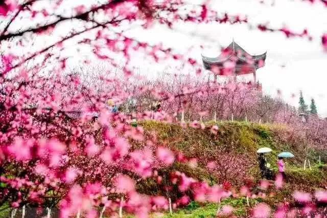 株洲赏花地图出炉 乡村旅游节在醴陵拉开帷幕