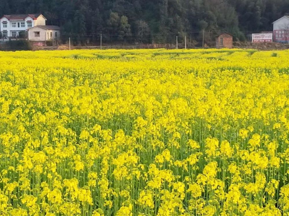 株洲赏花地图出炉 乡村旅游节在醴陵拉开帷幕