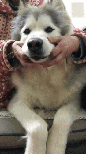 又是别人家的二哈,脸随便捏到变形也不生气