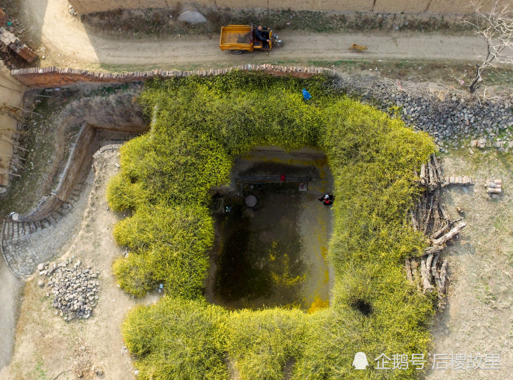 山西新绛农村半个多世纪的地窨院被金色的迎春