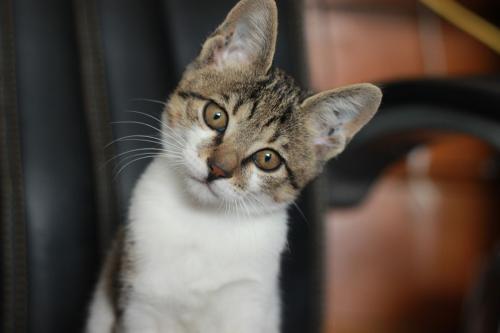 怎样才能彻底治愈猫咪身上的猫癣 猫癣传人 不能让猫进卧室好不忍心 看点快报
