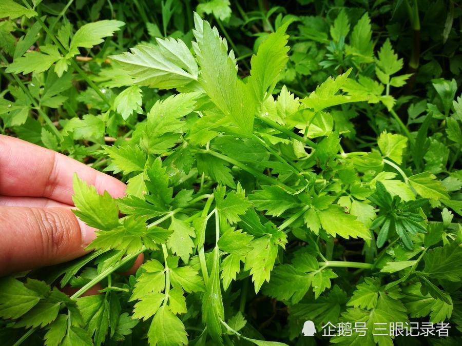 乡村一种似芹菜的植物,是一种野菜,食用可平肝清热,祛风利湿等