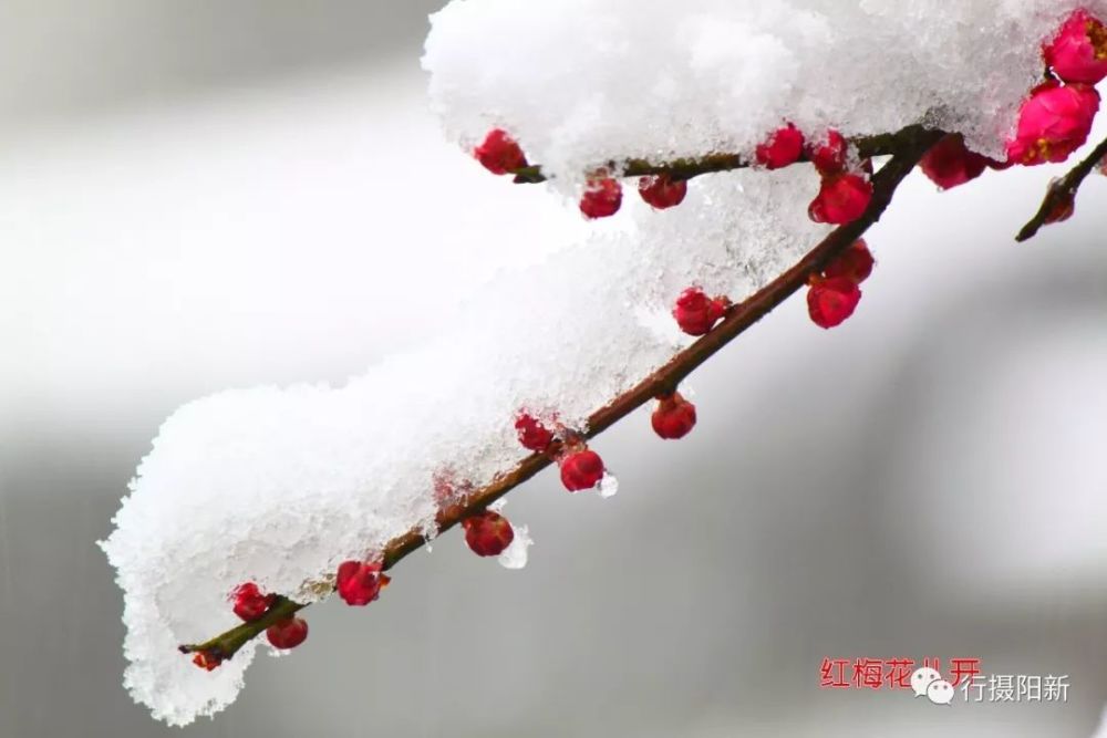 阳新的雪景,如同阳新的夜景,怎能这般迷人,这般美丽